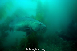 Big Brother. A giant Black Sea Bass at Anacapa Island. Sh... by Douglas Klug 